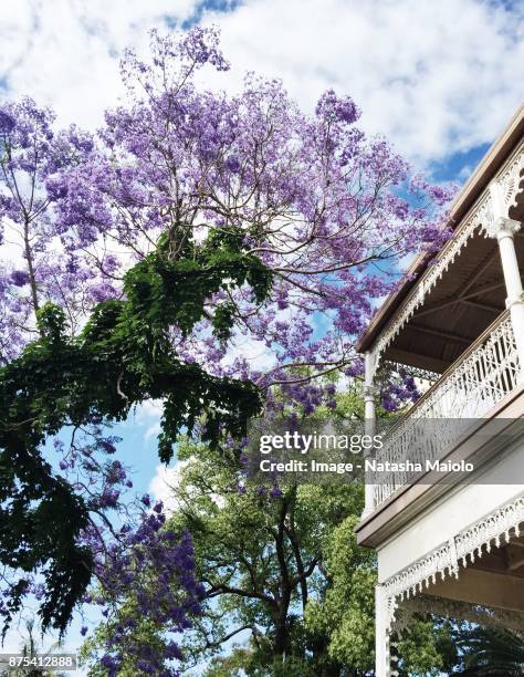 flowering jacaranda tree - jacaranda tree stockfoto's en -beelden