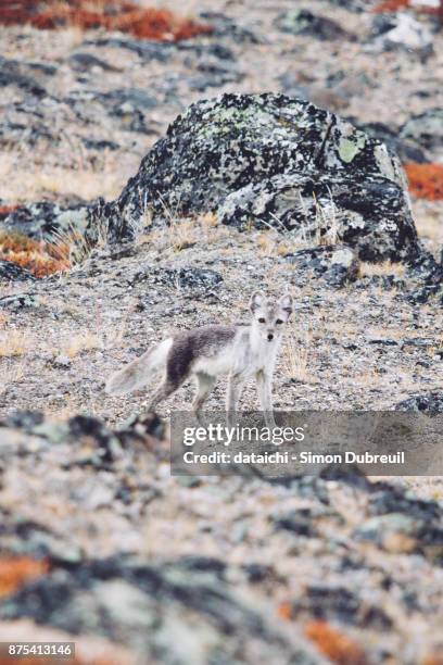 arctic fox near kangerlussuaq - kangerlussuaq stock pictures, royalty-free photos & images