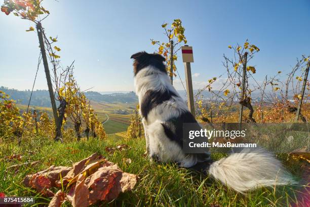 cão bonito na vinha - baden wurttemberg - fotografias e filmes do acervo