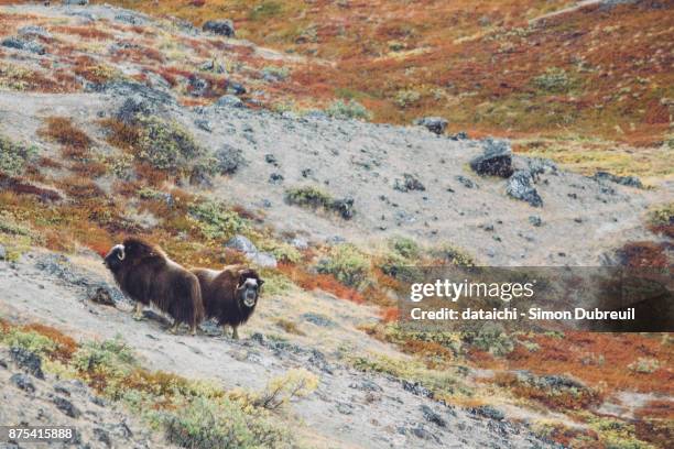 musk oxen in autumn red tundra near kangerlussuaq - musk ox photos et images de collection