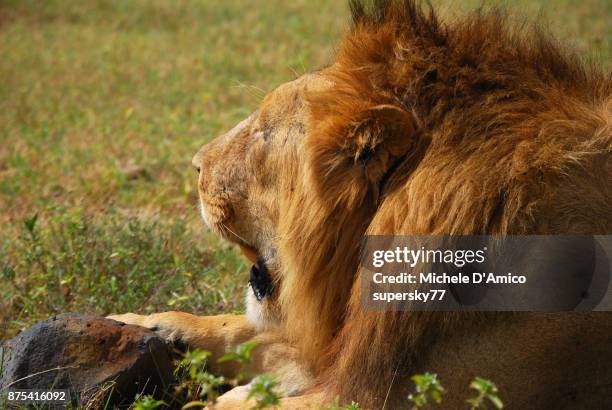 male lion resting under the hot sunshine in the ngorongoro crater - mount meru stock pictures, royalty-free photos & images