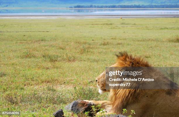male lion resting under the hot sunshine in the ngorongoro crater - mount meru stock pictures, royalty-free photos & images
