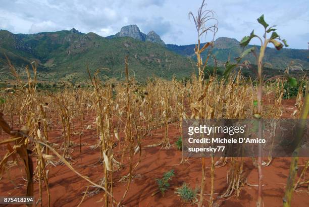 dry corn crops below the pare mountains - tanzania fotografías e imágenes de stock
