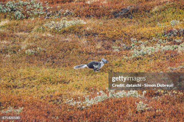 arctic fox in autumn red tundra near kangerlussuaq - kangerlussuaq stock pictures, royalty-free photos & images
