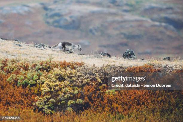 arctic fox in autumn red tundra near kangerlussuaq - kangerlussuaq stock pictures, royalty-free photos & images