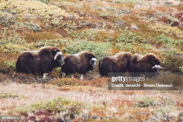 musk oxen in autumn red tundra near kangerlussuaq - kangerlussuaq stock pictures, royalty-free photos & images