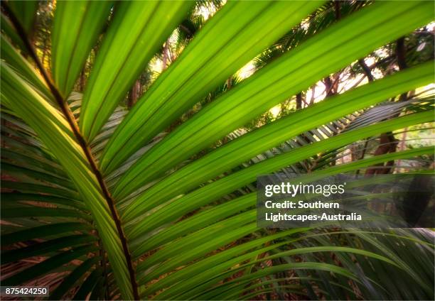 palm valley on the slopes of mount pitt, norfolk island, south pacific. - palm island australia stock pictures, royalty-free photos & images