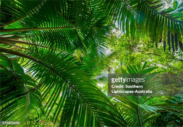 palm valley on the slopes of mount pitt, norfolk island, south pacific. - palm island australia stock pictures, royalty-free photos & images