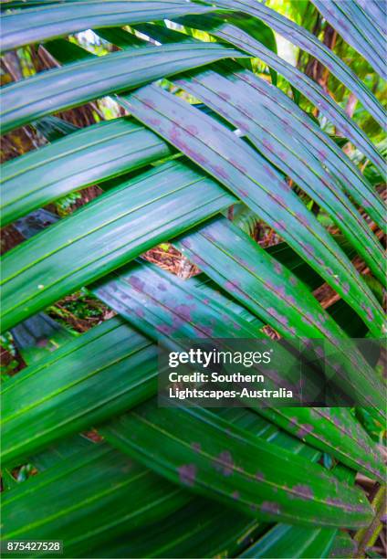 palm valley on the slopes of mount pitt, norfolk island, south pacific. - palm island australia stock pictures, royalty-free photos & images