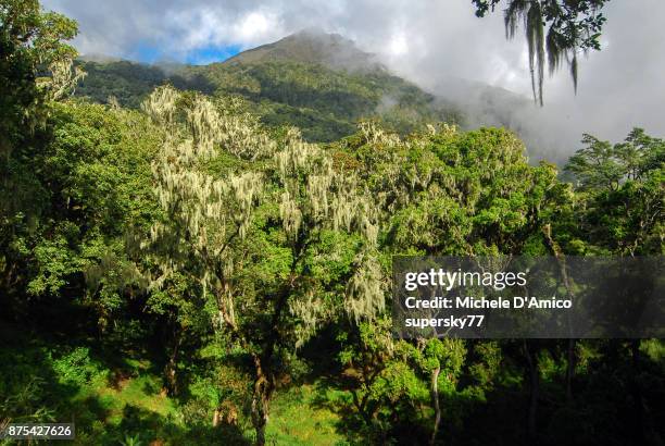 the cloudforest on the slopes of mount meru - mount meru stock pictures, royalty-free photos & images