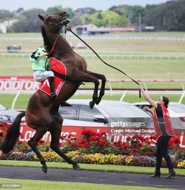 Jockey Mick Dee holds on as Consommateur rears the in the mounting yard before Race 7 the Quatclean Zipping Classic during Melbourne Racing at...