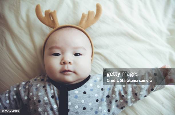 baby reindeer - shiratama camera stock-fotos und bilder