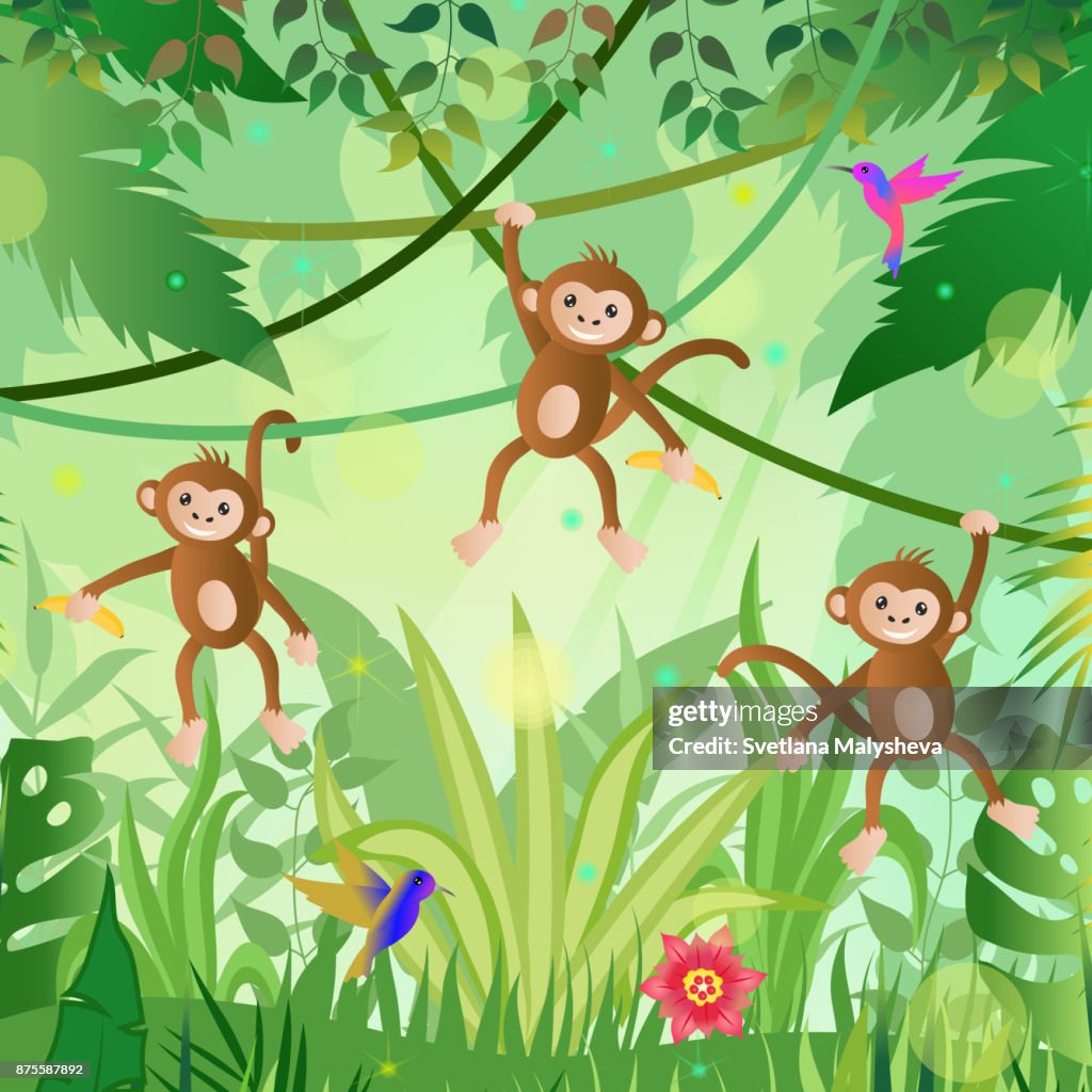 Fondo De La Selva Monos De La Selva Colibríes Árboles Y Plantas Ilustración  de stock - Getty Images