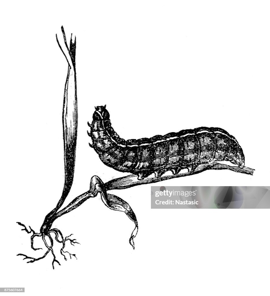 The large yellow underwing (Noctua pronuba) larva ,Caterpillar