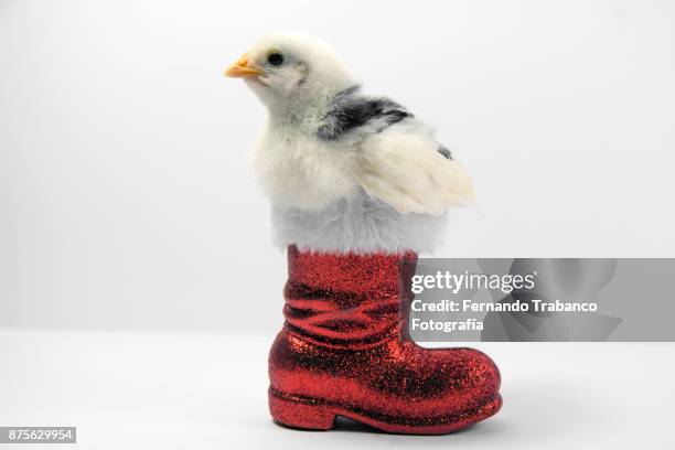chick inside a santa claus boot - pheasant nest stock pictures, royalty-free photos & images