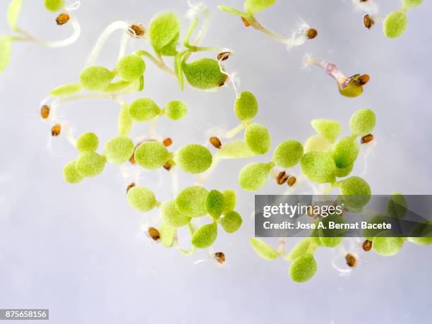 seeds germinating in a plate of gel ms with antibiotics. petri dish with arabidopsis mutant seedlings. spain - science source imagens e fotografias de stock