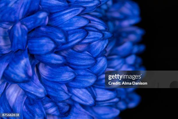 close-up of a blue dahlia - alma danison stock pictures, royalty-free photos & images