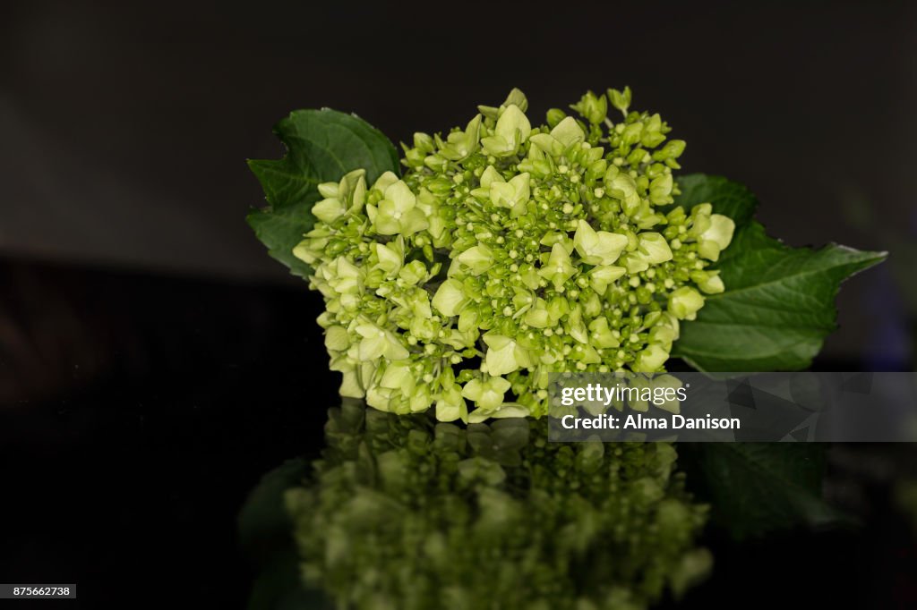 Close-up of a Green Snowball Viburnum