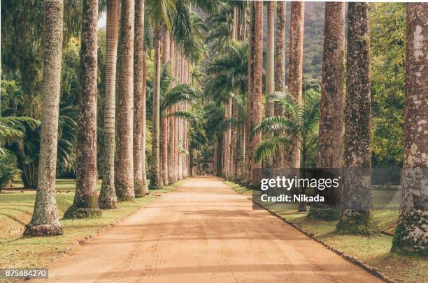 palm tree pad - botanical garden stockfoto's en -beelden