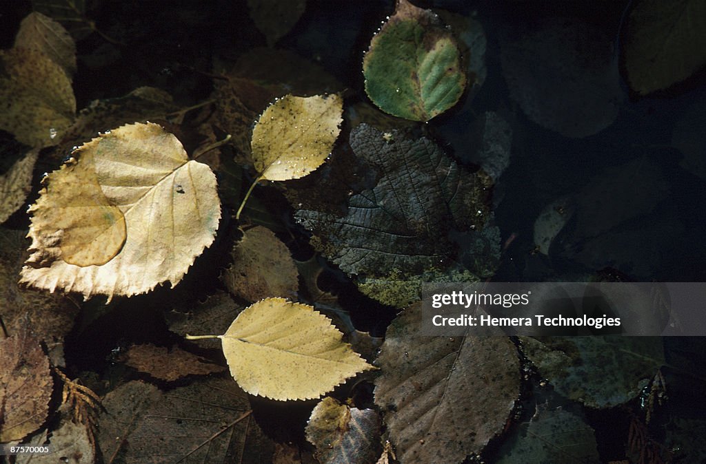 Leaves floating in stream