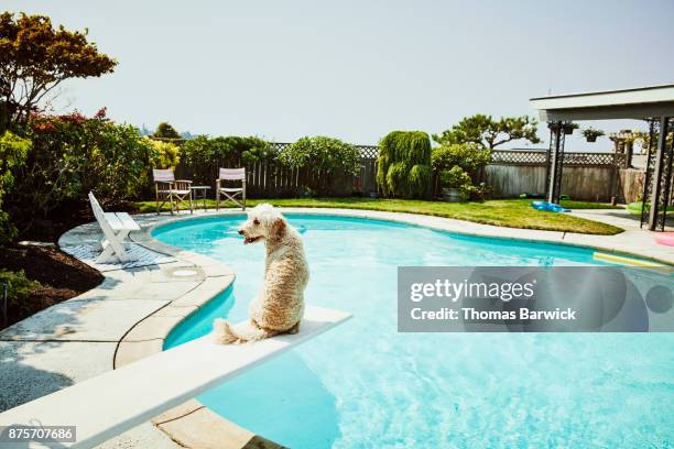 dog sitting on diving board of backyard pool looking over shoulder - trampolino piscina foto e immagini stock