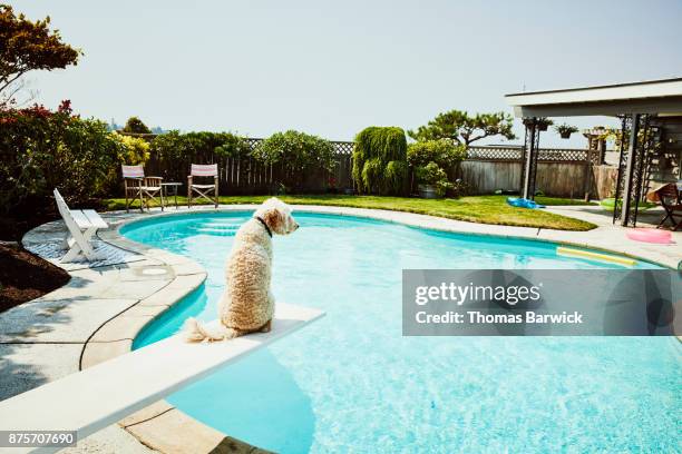 dog sitting on diving board of backyard pool looking out - hund nicht mensch stock-fotos und bilder