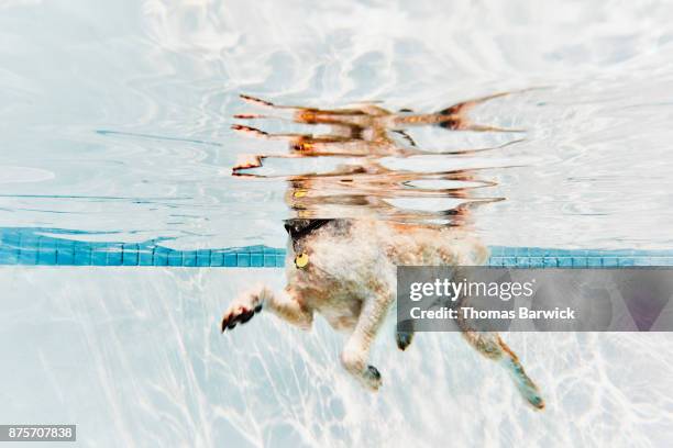 underwater view of dog swimming in pool - dog swimming stock pictures, royalty-free photos & images