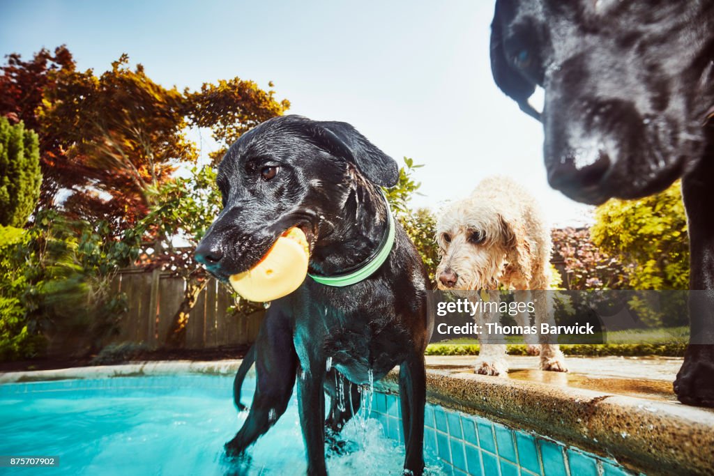 Wet dogs standing at side of backyard pool after swimming on summer afternoon
