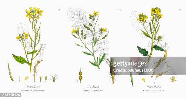 wild radish, raphanus raphanistrum, victorian botanical illustration, 1863 - wild leek stock illustrations