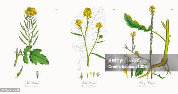 ilustrações, clipart, desenhos animados e ícones de branco, mostarda, brassica alba, ilustração botânica vitoriana, 1863 - bok choy