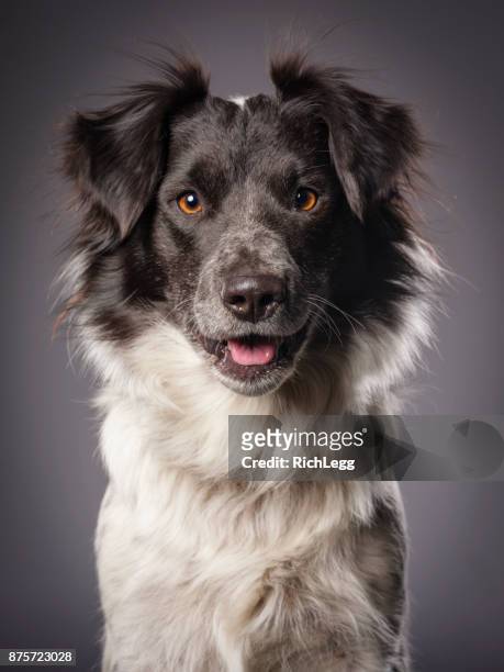 border collie blue heeler mix dog - border collie stock pictures, royalty-free photos & images