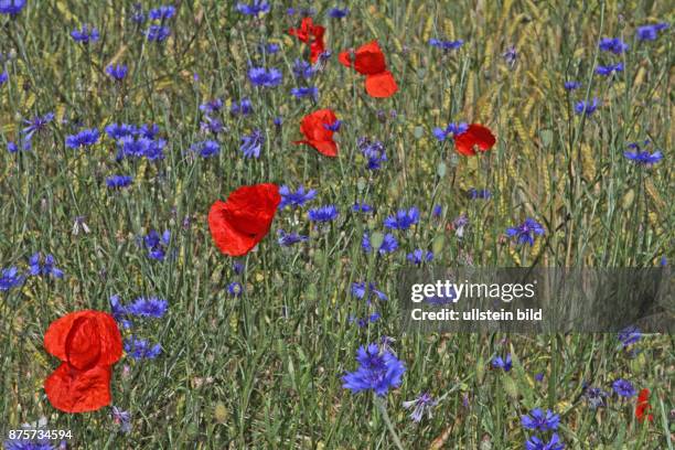 Kornblume mehrere blauen Blueten mit rotem Klatsch-Mohn in Acker