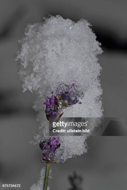 Lavendel violette Blueten schneebedeckt