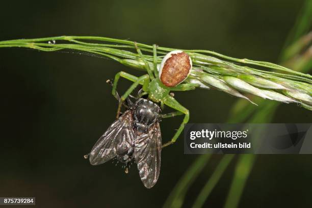 Gruene Krabbenspinne an gruenem Grashalm haengend hersehend mit Fliege als Beute