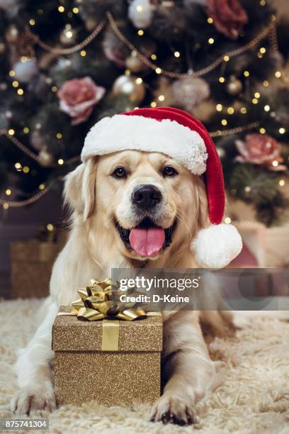 christmas - dog christmas present stock pictures, royalty-free photos & images