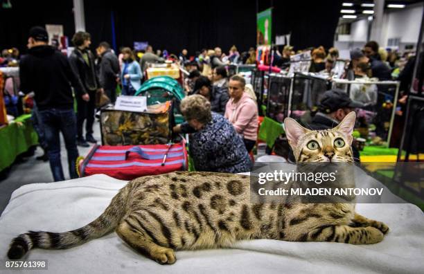 Bengal cat is seen during the "Valencia Cup" international cat exhibition in Moscow on November 18, 2017. / AFP PHOTO / Mladen ANTONOV