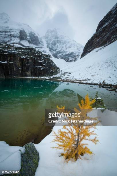 a lone larch tree grows on the shore of lake lefroy, yoho national park, british columbia, canada - alpine larch stock pictures, royalty-free photos & images