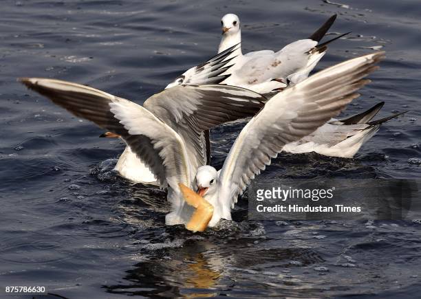 Seagulls along the Yamuna River on a clean weather morning, on November 18, 2017 in New Delhi, India. The air was at its cleanest in a month and...
