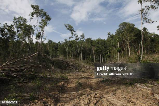 Deforestation due to logging to plant palm oil plantations in Sabah, Borneo, Malaysia