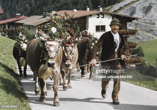 Ein Bauer mit Trachtenhut und Janker führt die mit dem traditionellen Kopfschmuck aus Blumengebinden und reich verzierten Stirnplatten festlich...