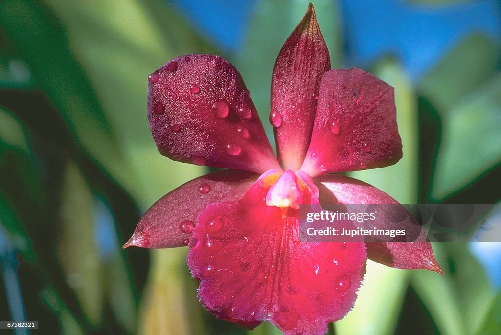 Red orchid