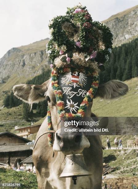 Eine Kuh, die anlässlich des Almabtriebs ein festliches Gebinde aus Blumen und Stroh auf dem Kopf trägt. Eine Kuhglocke hängt um den Hals des Tieres....