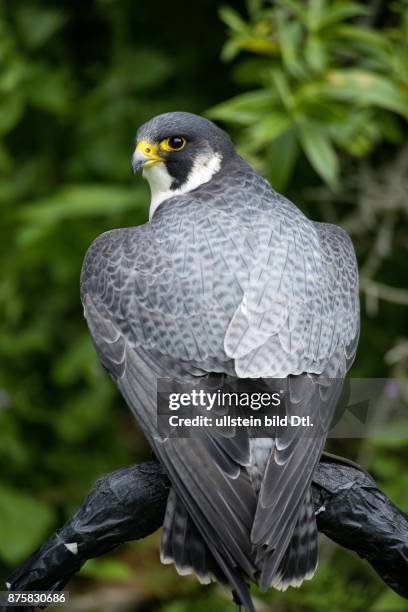 Gerfalke falke raubvogel Schottland Scotland Grossbritannien Great Britain