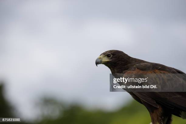 Adler Seeadler Schottland Scotland Grossbritannien Great Britain