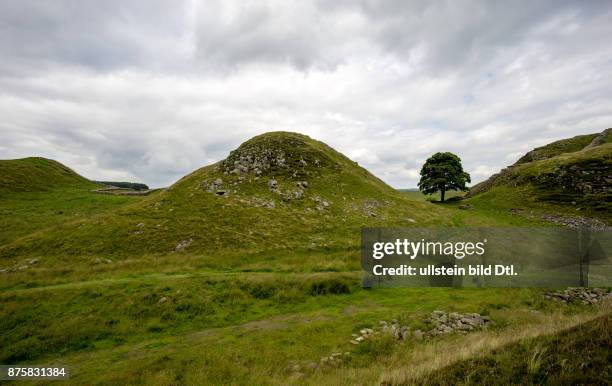 Hadrianswall Sycamore Gap Cumbria / Northumberland Grossbritannien Great Britain
