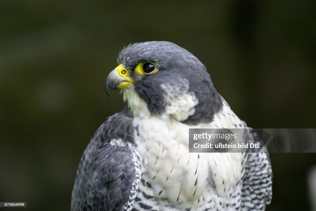 Gerfalke
