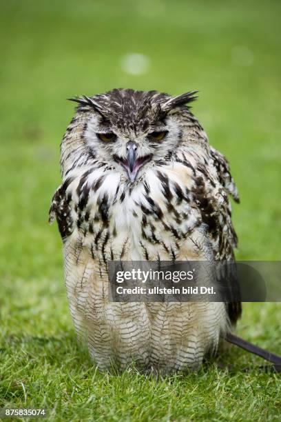 Eulen raubvogel Schottland Scotland Grossbritannien Great Britain