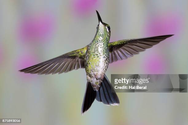 green-crowned brilliant hummingbird flying - green crowned brilliant hummingbird stock pictures, royalty-free photos & images