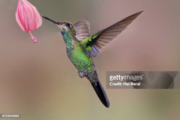 green-crowned brilliant hummingbird juvenile flying - green crowned brilliant hummingbird stock pictures, royalty-free photos & images