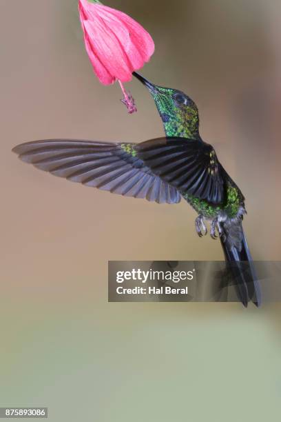 green-crowned brilliant hummingibrd feeding on flower - green crowned brilliant hummingbird stock pictures, royalty-free photos & images